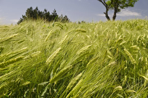 Nära håll till bio jordbruk i fälten — Stockfoto