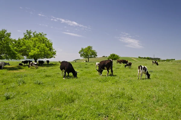 Manada de vacas en el campo verde de verano —  Fotos de Stock