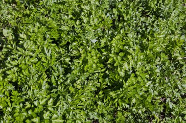 Biyo sebze yetiştirme