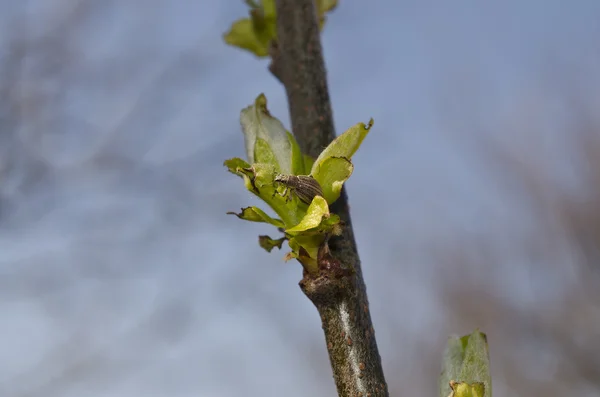 Buds em uma árvore na primavera — Fotografia de Stock