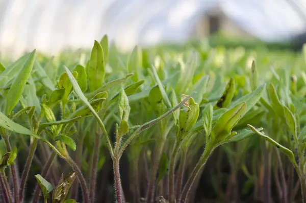 Growing bio vegetables — Stock Photo, Image
