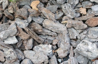 ağaç kabuğu dokusu arkaplanı