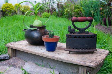 Kırsal nesnelerin ve eski ahşap tahtaların üzerindeki bahçe bitkilerinin bileşimi. İçinde kırmızı saplı antik bir kömür demiri, kil bir tencerede Refah Soğanı (Albuca bracteata) ve küçük bir kaktüs bulunur..