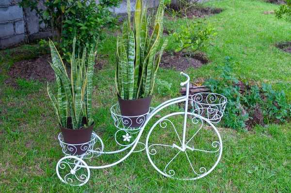 Bisiklet şeklinde bembeyaz işlenmiş süs demirinden bir ekici, iki kap Sansevieria bitkisini, diğer adıyla yılan bitkilerini, dışarıda yeşil çimlere yerleştirir..