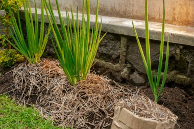 Geri dönüştürülmüş ve öğütülmüş mukavvaları bahar soğanı (Allium fistulosum) bitkilerinde gübre olarak kullanarak kentsel bir bahçede toprak nemi korunur.