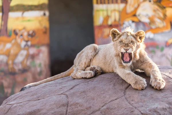 Lion cub on rock