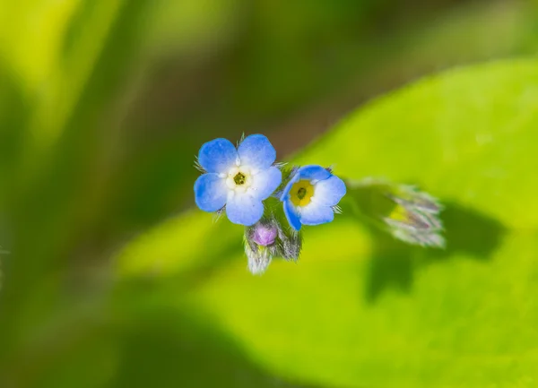 Makro buźka — Zdjęcie stockowe