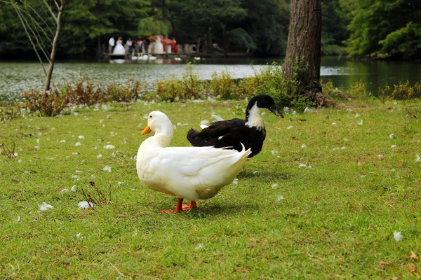 Black and White Ducks — Stock Photo, Image