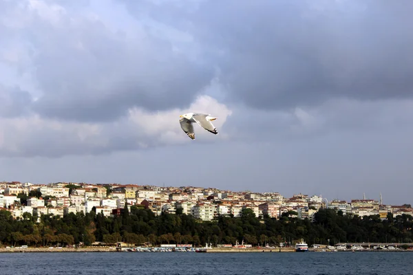 Gaviota contra el cielo azul —  Fotos de Stock