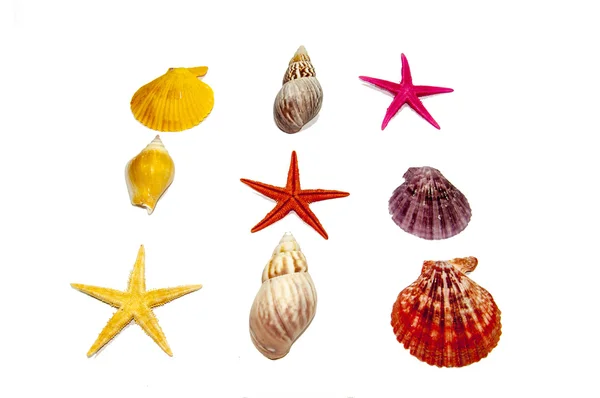 Deniz kabuğu koleksiyonu