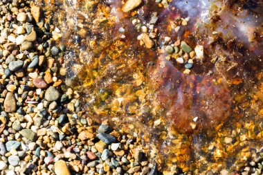 Denizanası, filum Knidliler çakıl plaj.