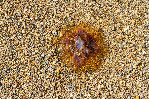 Kwallen, stam Cnidaria op kiezelstrand. — Stockfoto