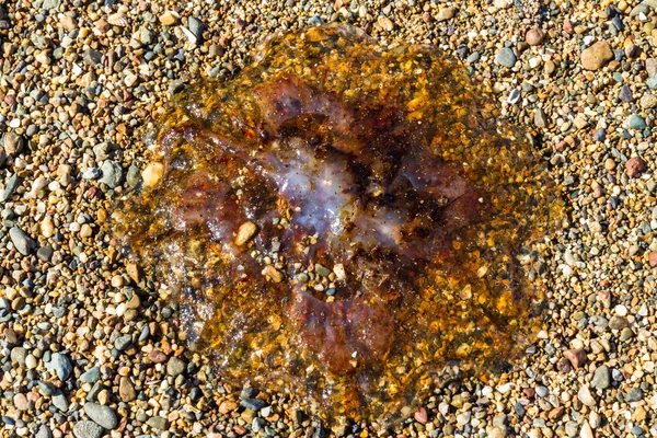 Denizanası, filum Knidliler çakıl plaj. — Stok fotoğraf
