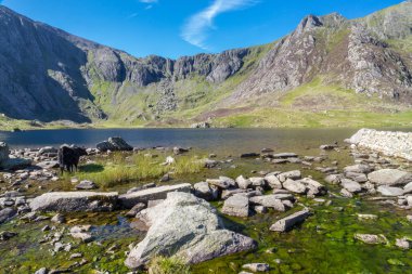 Dağlarda göl tarafından Siyah inekler, Llyn Idwal Devils Mutfak