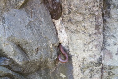 Metal rock kümesi kanca. Dünya Savaşı iki barikat.