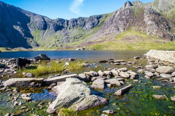 Schwarze kühe am see in den bergen, llyn idwal die teufelsküche — Stockfoto