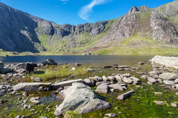 Schwarze kühe am see in den bergen, llyn idwal die teufelsküche — Stockfoto