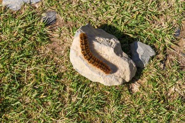 Rups van de vlinder eiken eggar, hageheld. — Stockfoto