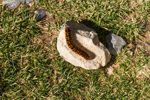 Oruga de la polilla de roble eggar, Lasiocampa quercus . — Foto de Stock