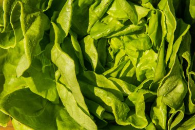 Yeşil marul, Lactuca sativa yuvarlak. Yakın çekim.