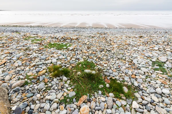 Spiaggia rocciosa con bassa marea — Foto Stock