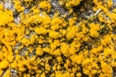 Cladonia rangiferina veya Ren geyiği liken