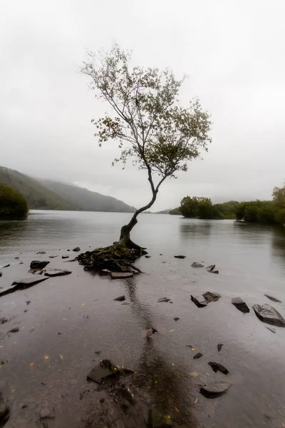 Árbol Solitario Con Clima Tormentoso Lago Padarn Snowdonia Gales Del — Foto de Stock