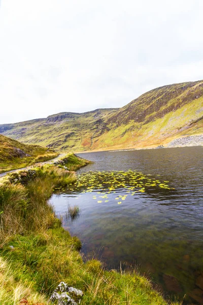 Lily Pads Στη Λίμνη Cwmorthin Στο Κρεμαστό Cwmorthin Κοιλάδας Bleneau — Φωτογραφία Αρχείου