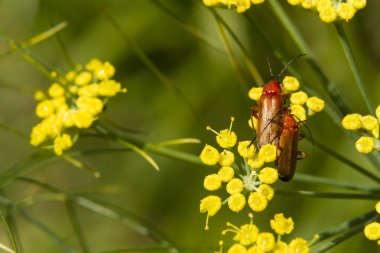 İki ortak kırmızı asker böcekler, rezene akış Rhagonycha fulva
