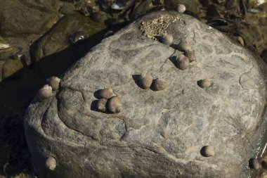 Littorina saxatilis, kaba deniz salyangozu, sıkı bir rock için kabukları.