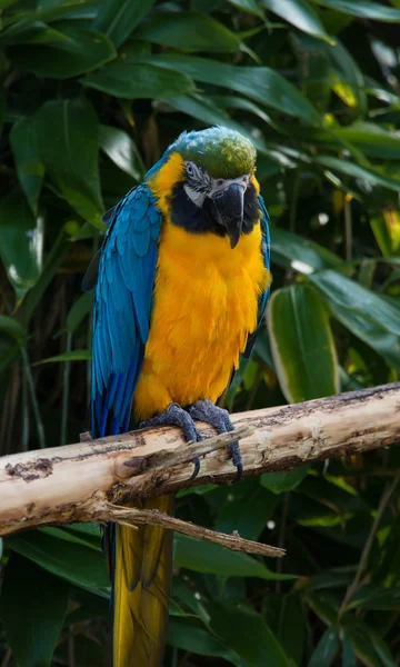Macaw Parrot, Psittacidae Orthopsittaca, сидел на ветке . — стоковое фото