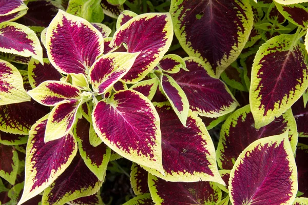 Çeşitli coleus Blumei bırakır
