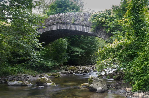 Stony stream in woodland — Stock Photo, Image