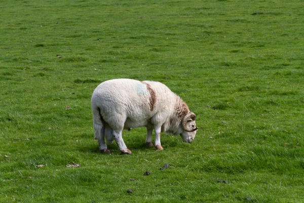 Moutons avec cornes, pâturage . — Photo