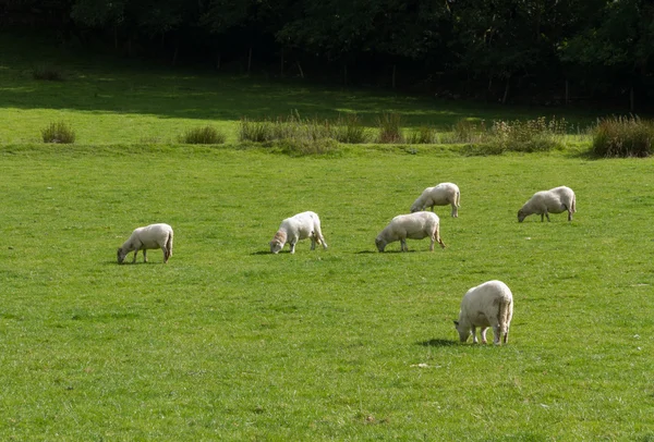 Bir alanda otlayan koyunlar — Stok fotoğraf