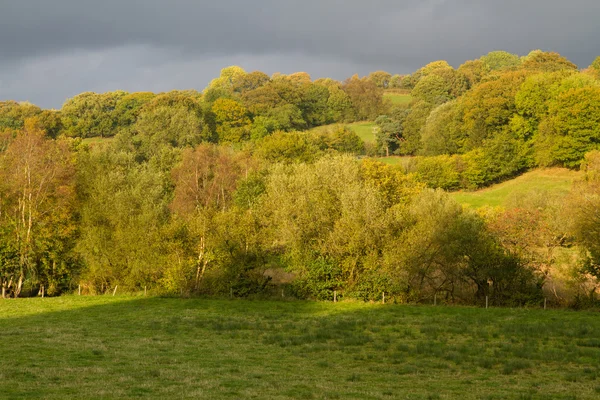 Őszi őszi mezők és a fák, Wales, Egyesült Királyság. — Stock Fotó