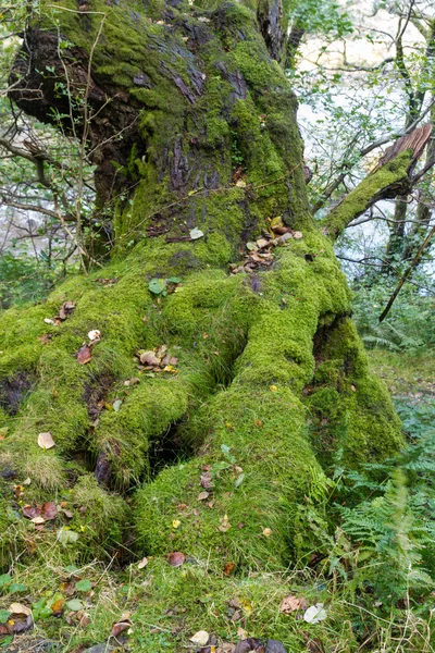 Lichen moss on old tree — Stock Photo, Image