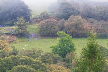 Autumn Fall scene, mist grass and Trees, Wales, United Kingdom. clipart