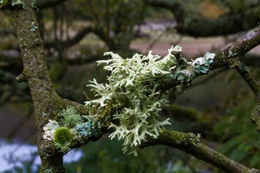 Evernia prunastri, oakmoss, liken dalı.