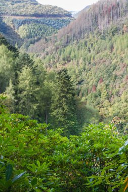 Ormanlık ağaç Vadisi İngiltere, Europe kaplı. Sonbahar ya da sonbahar.