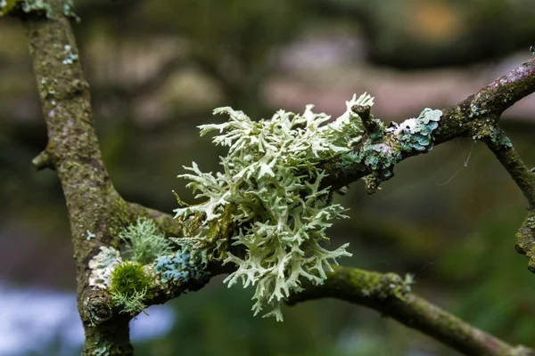 Evernia prunastri, musgo de carvalho, líquen no ramo . — Fotografia de Stock