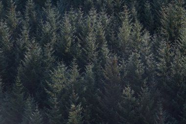 Kozalaklı ağaçlar Sonbaharda sabah ışık sonbahar.