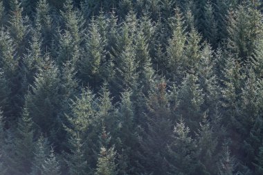 Kozalaklı ağaçlar Sonbaharda sabah ışık sonbahar.