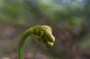 Genç küçük geniş buckler fern, Dryopteris dilatata.