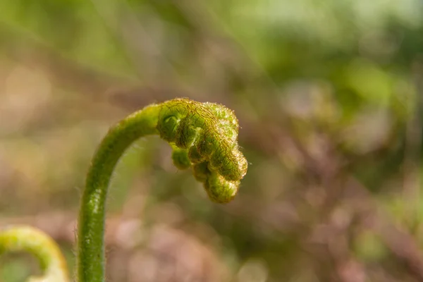 Giovane piccola felce Broad buckler, Dryopteris dilatata . — Foto Stock