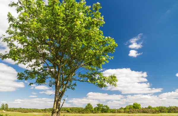 Tree with flat landscape, blue sky clouds.