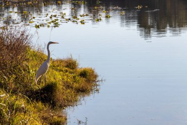 Kuş yiyecek bulmak için gölü tarıyor.