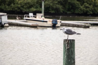 Rıhtımdaki martı.