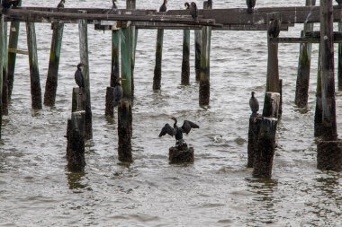 İskelede karabatak kuruyor.