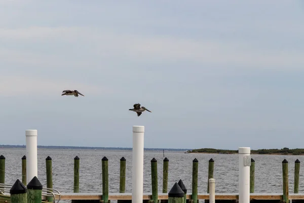 Pelican flying near a boat dock.